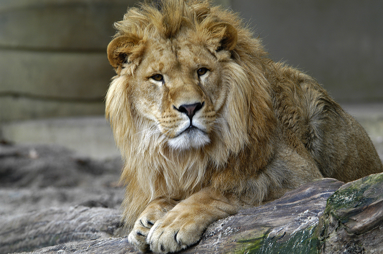 Lion